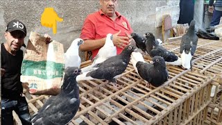 خبر حلو😉 في اسعار الحمام في سوق الجمعه السيدة عائشة....مع ابو مجدي