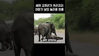 새끼 코끼리가 쓰러지자 어미가 보인 놀라운 반응