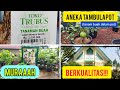 TOKO TANAMAN TRUBUS |PART 1|ANEKA TABULAMPOT (tanaman buah dalam pot) MURAH BERKUALITAS!!!!