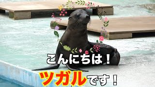 【天王寺動物園】カリフォルニアアシカのツガルの幼少期！