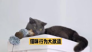 养猫经验分享，猫咪行为大改造轻松小妙招，让猫咪不再乱尿尿。