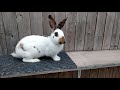 rhinelander rabbit