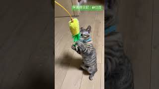 【保護猫日記】2足歩行猫。　#shorts  #ねこ