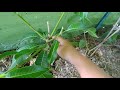 How to Pug mango trees (pugging is to train young mango trees to be low, bushy)