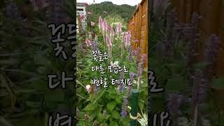 저희 정원이 (월간지)전원생활에 나왔습니다. #shorts