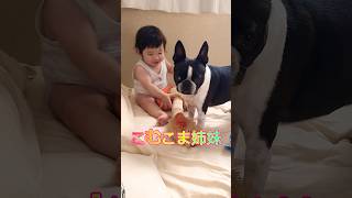 楽しんでる妹とガチの姉👶🐶【ボストンテリア】こむぎ♪ #shorts