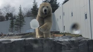 20191212:今日の円山動物園