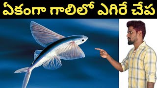 🔰Top 15 interesting and unknown facts in Telugu || Flying Fish || Top Facts In Telugu