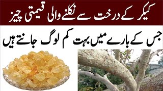 Tree Gum business in pakistan|Gum farming Business|Gond Katira ki kheti | Gum Harvesting in Pakistan