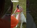 why pet dog bites what todo. canadalife