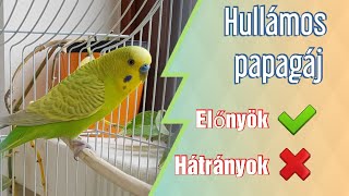 Hullámos papagájt vennél? Előbb nézd meg ezt a videót!