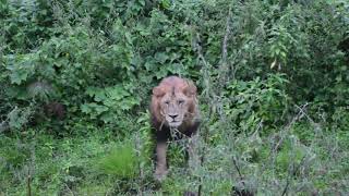 The Elusive Abyssinian Black Lion only in the jungle of Harenna forest, Ethiopia.