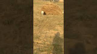 Bakri or bhed ke baccho ki  khet  me masti #shivanimalfarm