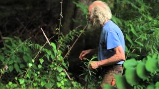 Giant Solomon's Seal and Huang Jing