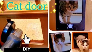 これからここ？　仲間を真似て通れるようになった猫ドア　A cat door that allows you to imitate your friends