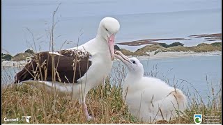 Royal Albatross ~ WYL Pulls Double Duty! Feeds His Chick A Big Meal \u0026 Has  Nice Visit w/ TF 4.10.24