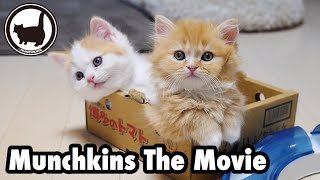 Munchkins The Movie Trailer 映画マンチカンズ予告編