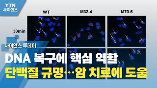 DNA 복구에 핵심 역할 단백질 규명…암 치료에 도움 / YTN 사이언스