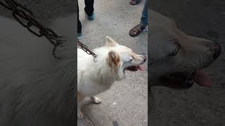 জার্মান স্পিটজ কুকুর | German Spitz Dog#Shorts