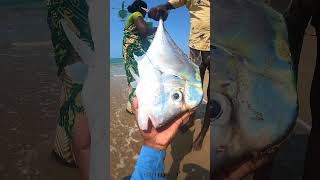 🐠கண்ணாடி பாறை மீன் பற்றிய தகவல்💎#diamondtrevally #trending #fishing #thoothukudi #kannadipaarai