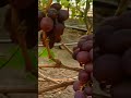 kebun anggur terbesar di eropa farming agriculture satisfying grape gardening