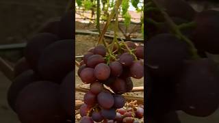 Kebun Anggur Terbesar di Eropa #farming #agriculture #satisfying #grape #gardening