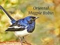 Oriental Magpie Robin (Copsychus saularis)