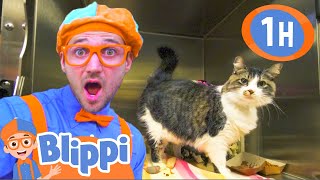 Blippi Visits an Animal Shelter & Plays with Cute Pets! | 1 HOUR OF BLIPPI | Animal Videos for Kids