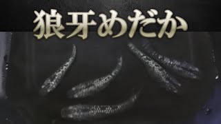 【狼牙めだか】我が家で飼育するめだかの品種紹介