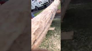 how to cut half log by chain saw