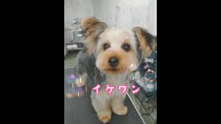 本気出すとイケメンになる赤ちゃんヨーキー #ヨークシャーテリア #ヨークシャテリア #ヨーキー #yorkie #yorkshire #かわいい #子犬