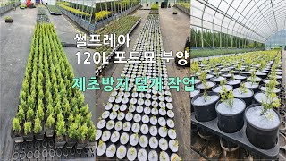 상담문의 : 010-3602-4106, [썰프레아 120L 포트묘 분양 및 제초방지 덮개 작업] #썰프레아 #화분묘 #포트묘 #제초방지