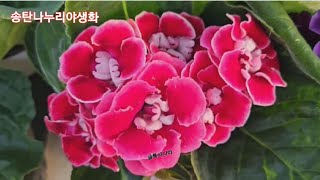 #글록시니아#겹사막의장미#겹추명국 #익소라#겹아키네메스#자엽꿩의비름