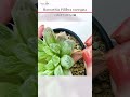 ハオルチアをキレイに！「ピリフェラ錦」多肉植物 020 succulent 다육 식물