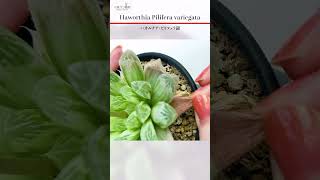 ハオルチアをキレイに！「ピリフェラ錦」多肉植物#020 Succulent 다육 식물