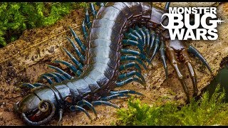 Best Centipede Showdowns  Monster Bug Wars