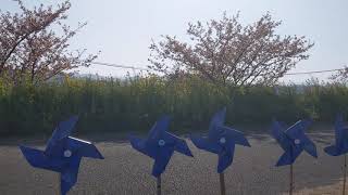 五ヶ瀬川堤防沿いに植樹された300本の河津桜と100万本の菜の花