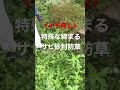 長野市 雑草対策 庭 砂利 防草