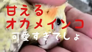 甘えるオカメインコが可愛い過ぎる