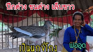 นกเขาใหญ่ ปีกด่าง ขนด่าง เล็บขาว …เป็นนกขี้โกง…