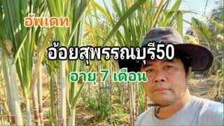 อัพเดท อ้อยสุพรรณบุรี50 อายุ7เดือน#อ้อยคั้นน้ำ#sugarcane