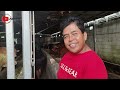 32 ekor sapi bakalan persiapan qurban harga ekonomis _ berkah lembu