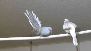 Balzende Diamanttaube/Diamond dove display