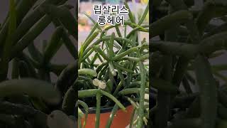 #헬로우가든마켓 #립살리스 롱헤어