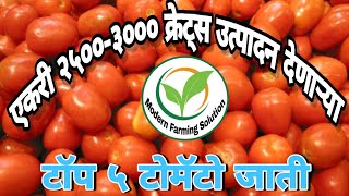 उन्हाळी टोमॅटो लागवड जाती | उन्हाळी टोमॅटो लागवड टॉप ५ जाती unhali tomato lagwad