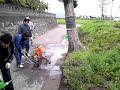 マキの木の移植　transplant of podocarpus tree