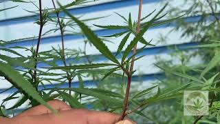 Cannabis - Roadside Male and Female Plants in Kangra valley, Himachal Pradesh