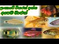 Sri lankanka in Fish  ලංකාවේ ජිවත්වන වදවිමෙ තර්ජනයට ලක්වි සිටින මසුන්