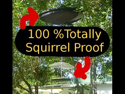 Keeping Squirrels Out of Bird Feeders Keeping Squirrels Out of Bird Feeders