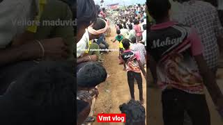 திருப்பத்தூர் வீர தமிழச்சி அப்பு 2023 #eruthukattu #viral #ஜல்லிக்கட்டு #vmtvlog